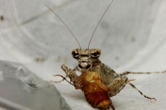 蟑螂的天敌有哪些？养小动物除蟑螂靠谱吗？