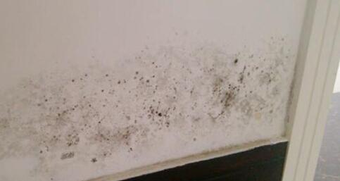 墙面大面积发霉如何处理 湿度大也可以导致墙面发霉