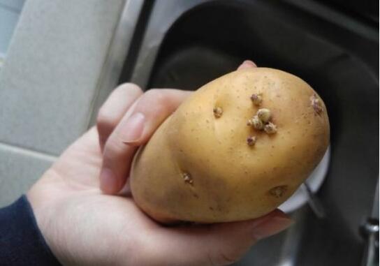 土豆可以放在冰箱里吗？放冰箱里储存会发芽吗？