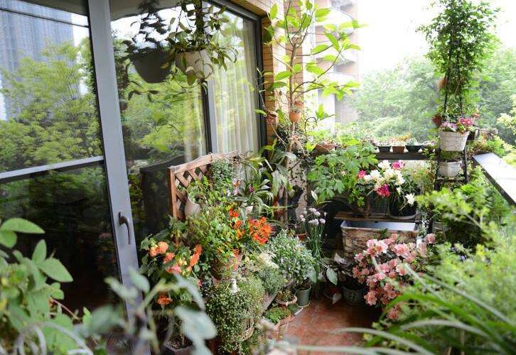 阳台适合摆放和种植什么植物和花卉？阳台适合养什么植物和花？1