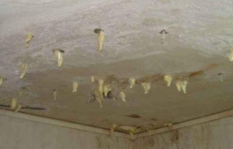 邻居装修时居然在天花板上插很多的针 说是这样可以防水
