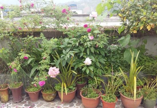 阳台可以放什么绿植和花卉呢？