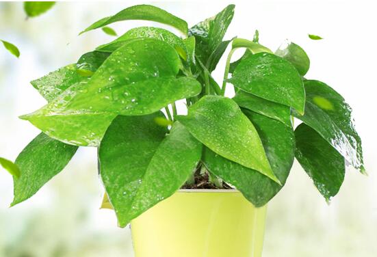 卫生间放什么植物最好？可以净化空气又不是很大的那种？
