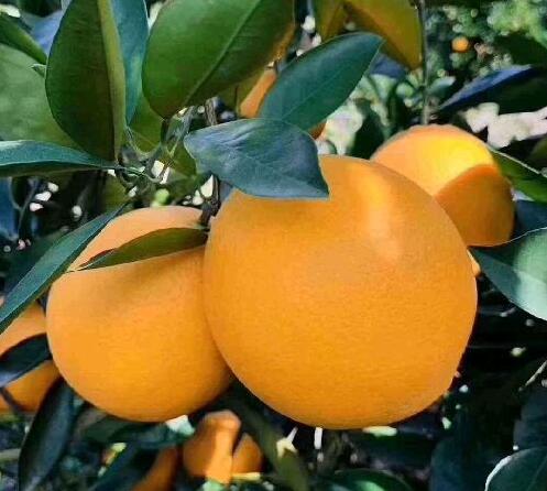 赣南脐橙哪种最好吃？信丰脐橙？寻乌脐橙还是安远脐橙？1