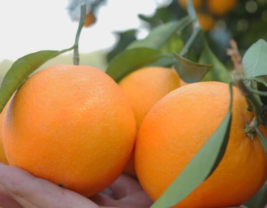 赣南脐橙哪种最好吃？信丰脐橙？寻乌脐橙还是安远脐橙？5