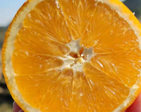 赣南脐橙哪种最好吃？信丰脐橙？寻乌脐橙还是安远脐橙？6