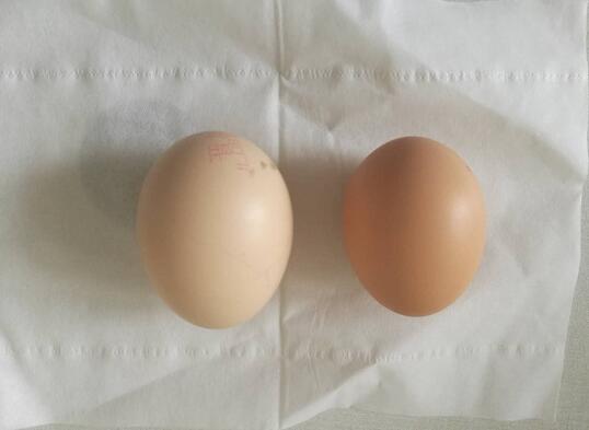 晋龙鸡蛋和普通鸡蛋有什么区别？可以生食吗？6