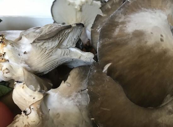 蘑菇长白毛了还能吃吗？平菇上面长了一层白毛还能吃吗？